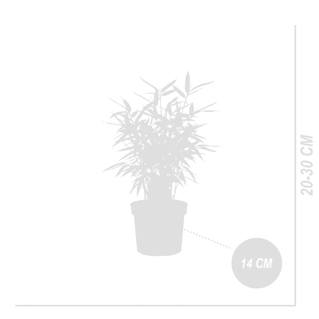 Lote de 2 bambúes azules – Planta de exterior