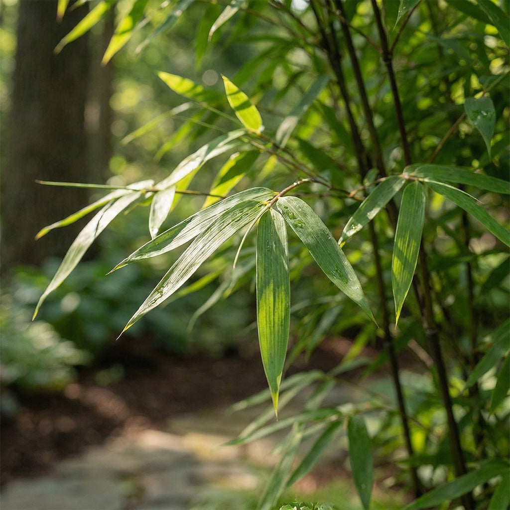 Set Of 2 Fargesia Gansu XL – Outdoor Plant
