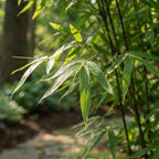 Set Of 2 Fargesia Gansu XL – Outdoor Plant