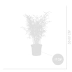 Set Of 2 Fargesia Gansu XL – Outdoor Plant