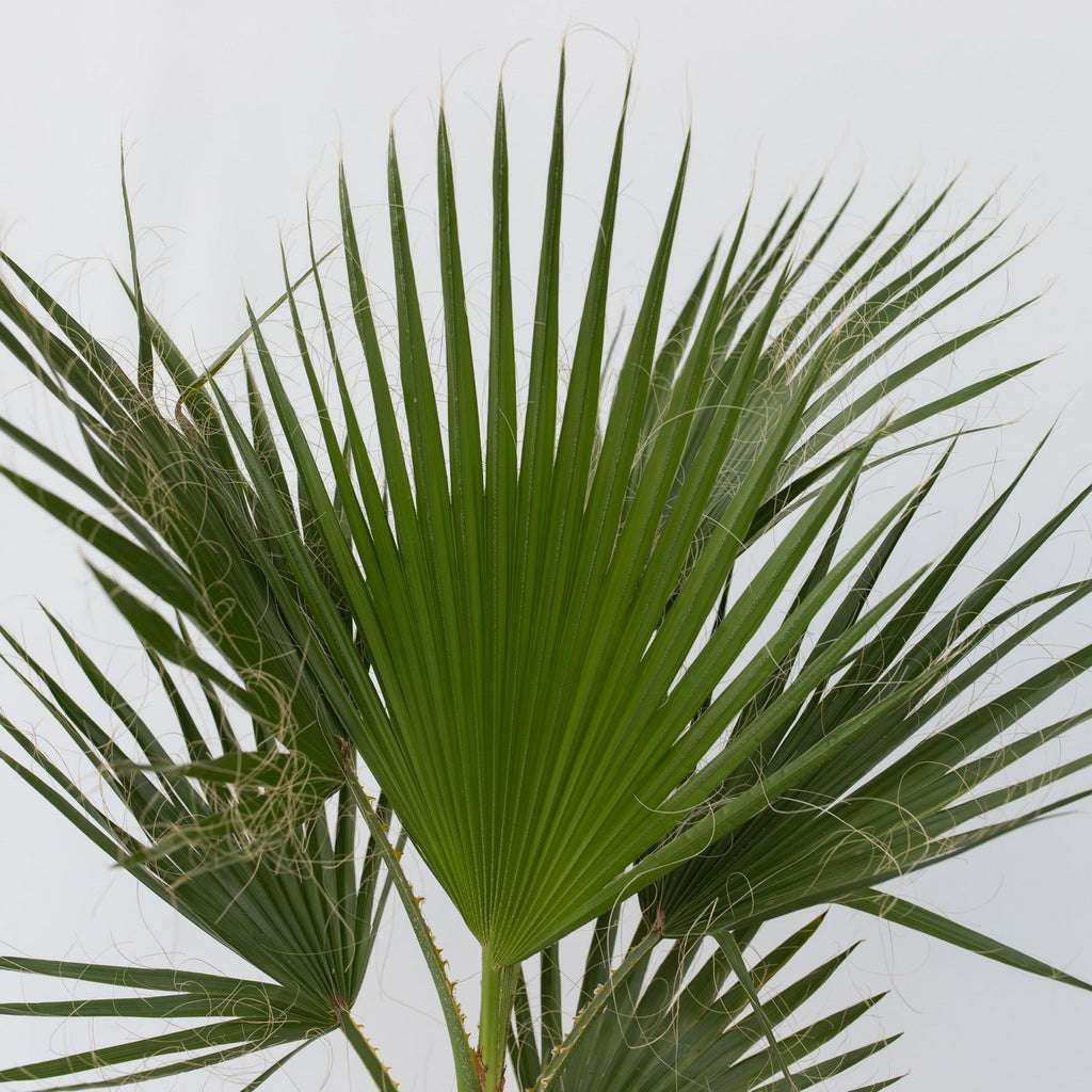 Palmier Washingtonia – Plante D'Extérieur