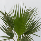 Palmier Washingtonia – Plante D'Extérieur