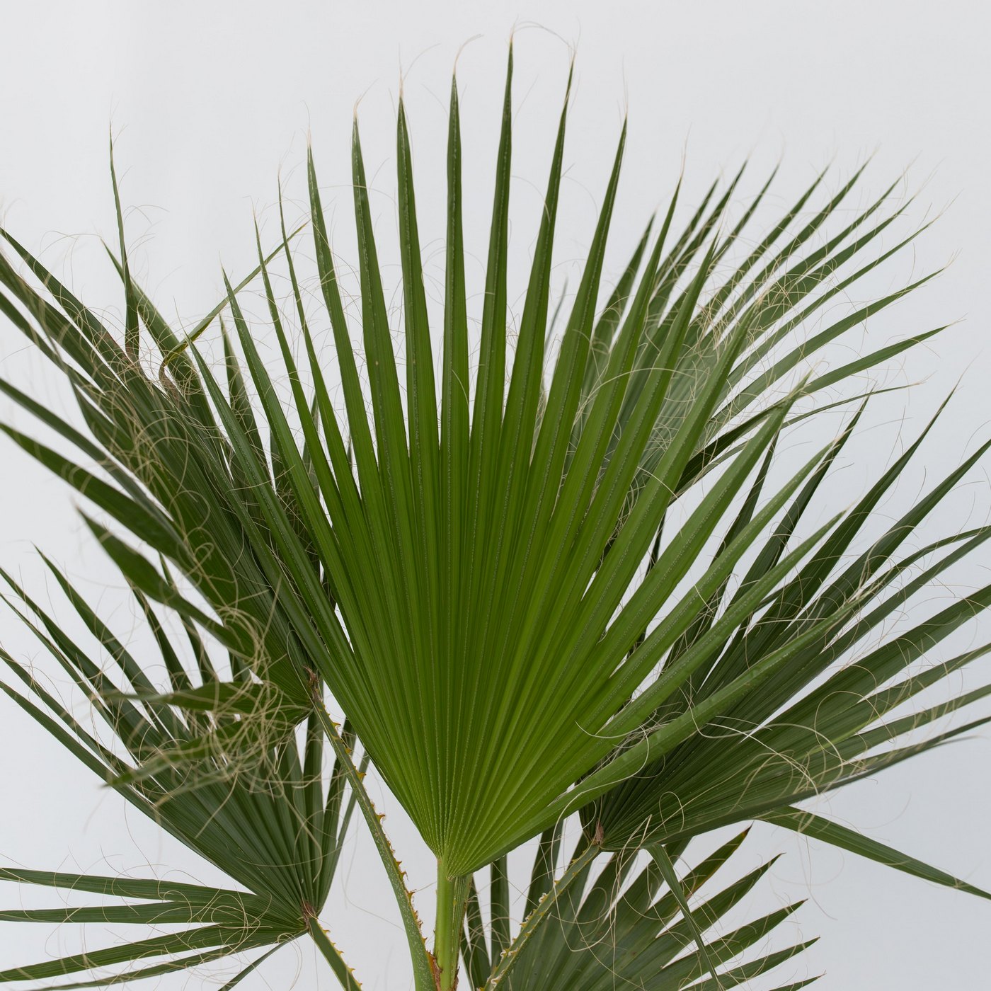 Palmier Washingtonia – Plante D'Extérieur