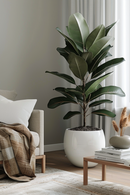 Ficus Elastica Robusta - Plantes D'Intérieur