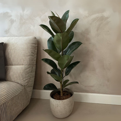 Ficus Elastica Robusta – Plante D'Intérieur