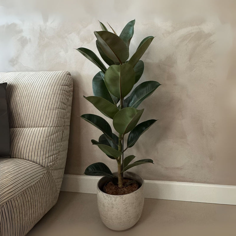 Ficus elástica robusta