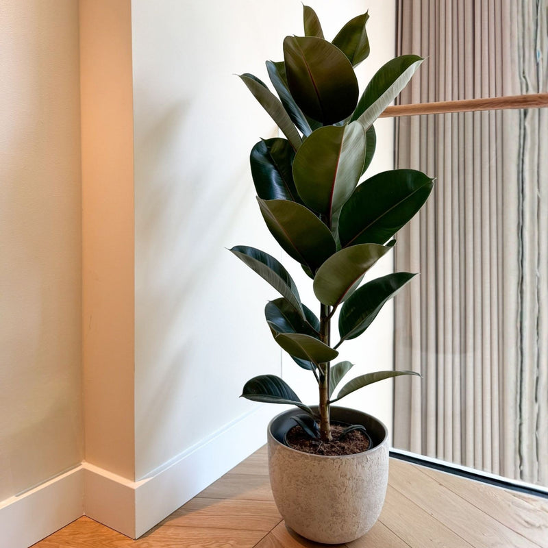 Ficus elástica robusta