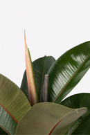 Ficus Elastica Robusta - Plantes D'Intérieur