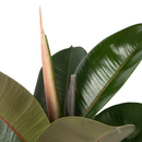 Ficus elástica robusta