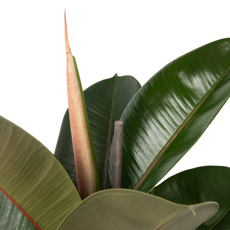 Ficus elástica robusta