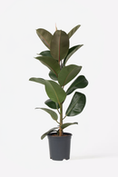Ficus Elastica Robusta - Plantes D'Intérieur