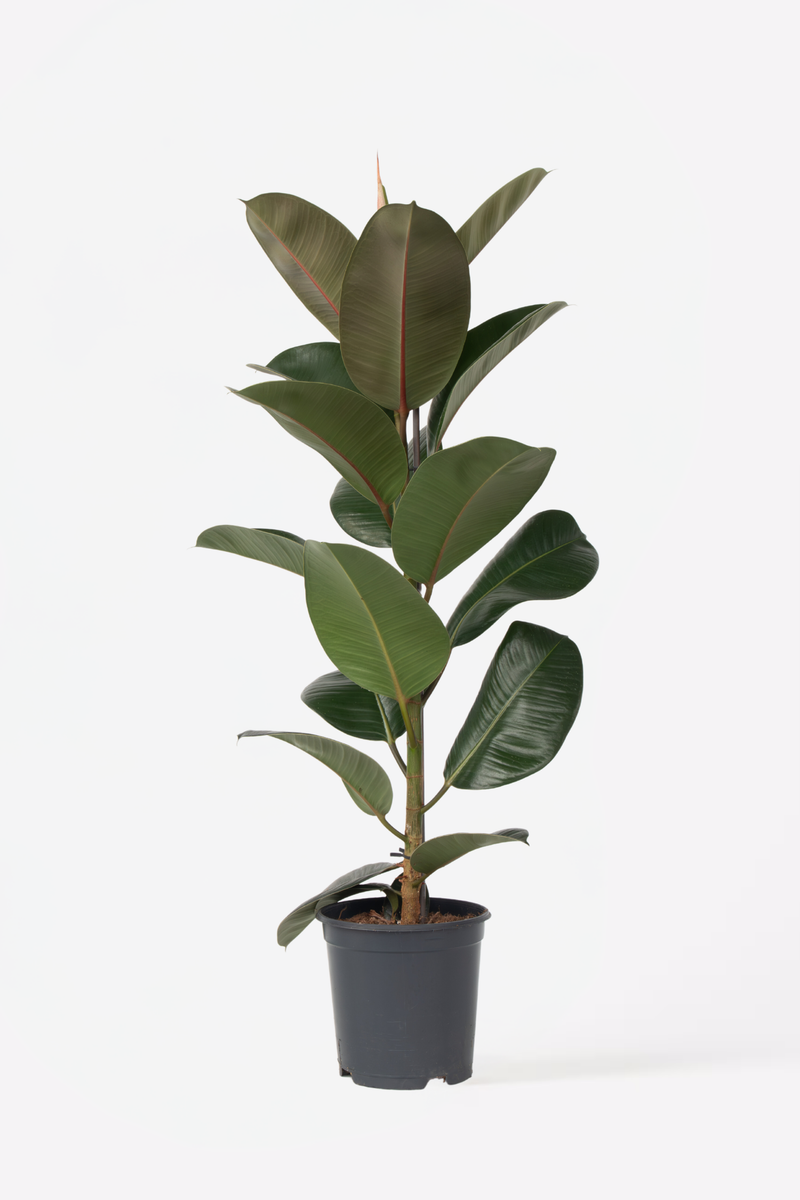 Ficus Elastica Robusta - Plantes D'Intérieur