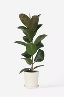 Ficus Elastica Robusta - Plantes D'Intérieur