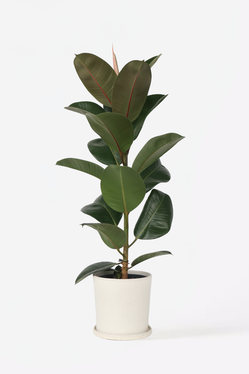 Ficus Elastica Robusta - Plantes D'Intérieur