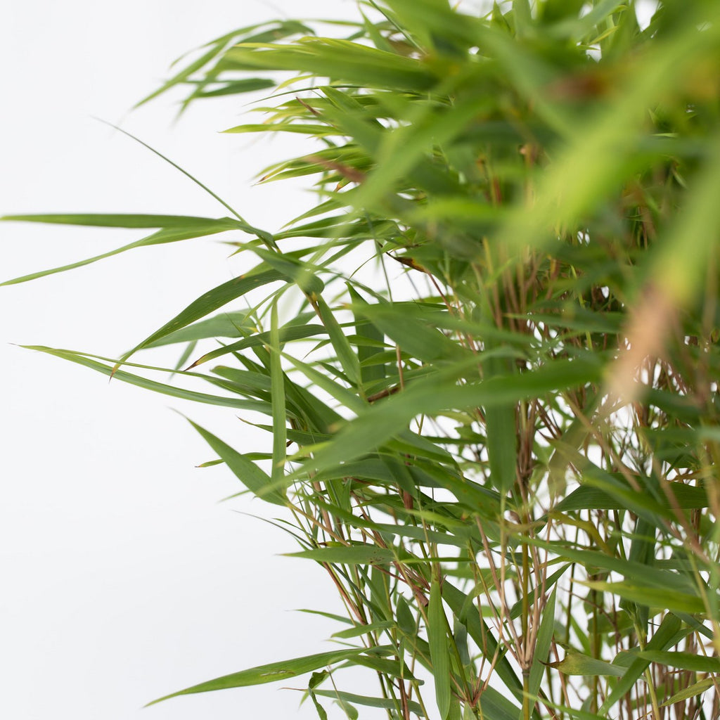 Set Of 2 Fargesia Gansu XL – Outdoor Plant