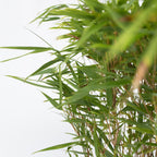 Set Of 2 Fargesia Gansu XL – Outdoor Plant