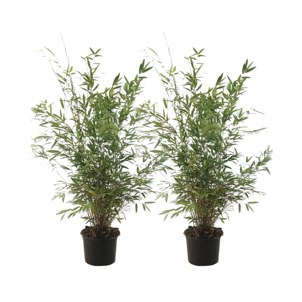 Set Of 2 Fargesia Gansu XL – Outdoor Plant