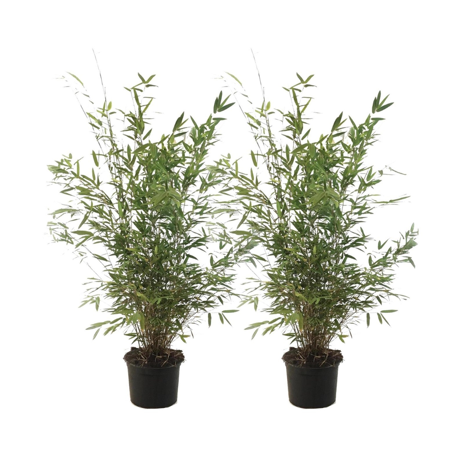 Set Of 2 Fargesia Gansu XL – Outdoor Plant