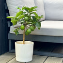 Lemon tree - Citrus Limon