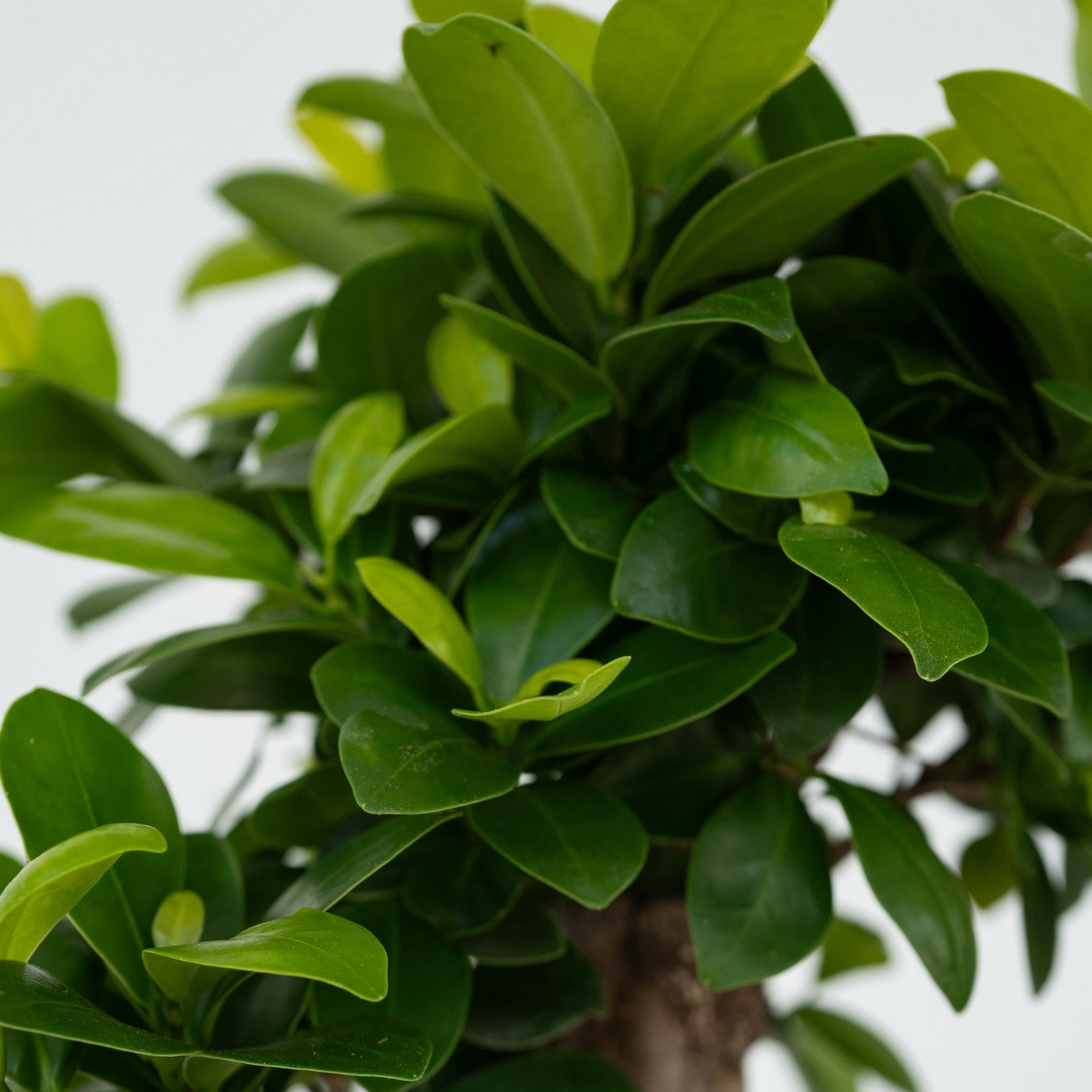 Lot De 2 Ficus Ginseng – Plante D'Intérieur