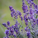 Set of 6 Lavender Plants
