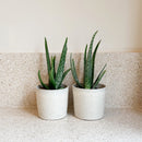 Juego de 2 Aloe Vera