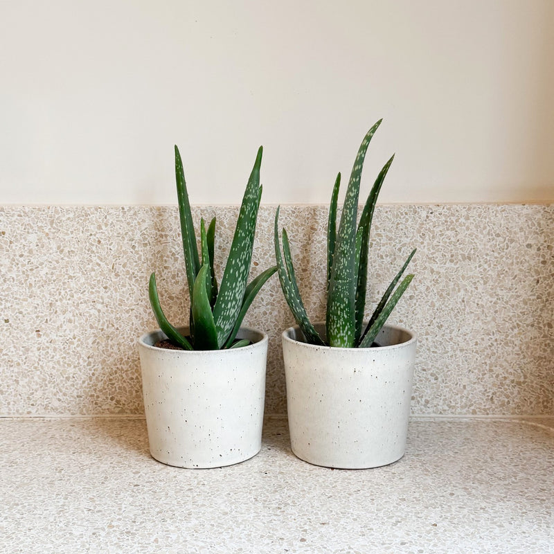 Juego de 2 Aloe Vera