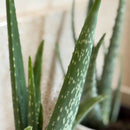 Juego de 2 Aloe Vera