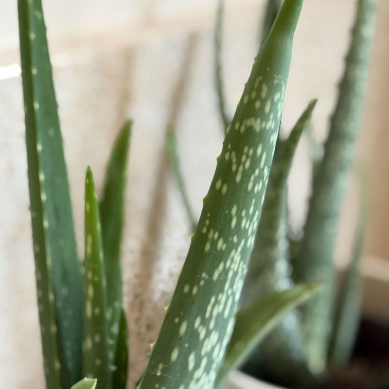 Juego de 2 Aloe Vera