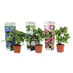 Mélange De 3 Hortensias Blanc, Rose Et Bleu – Plante D'Extérieur