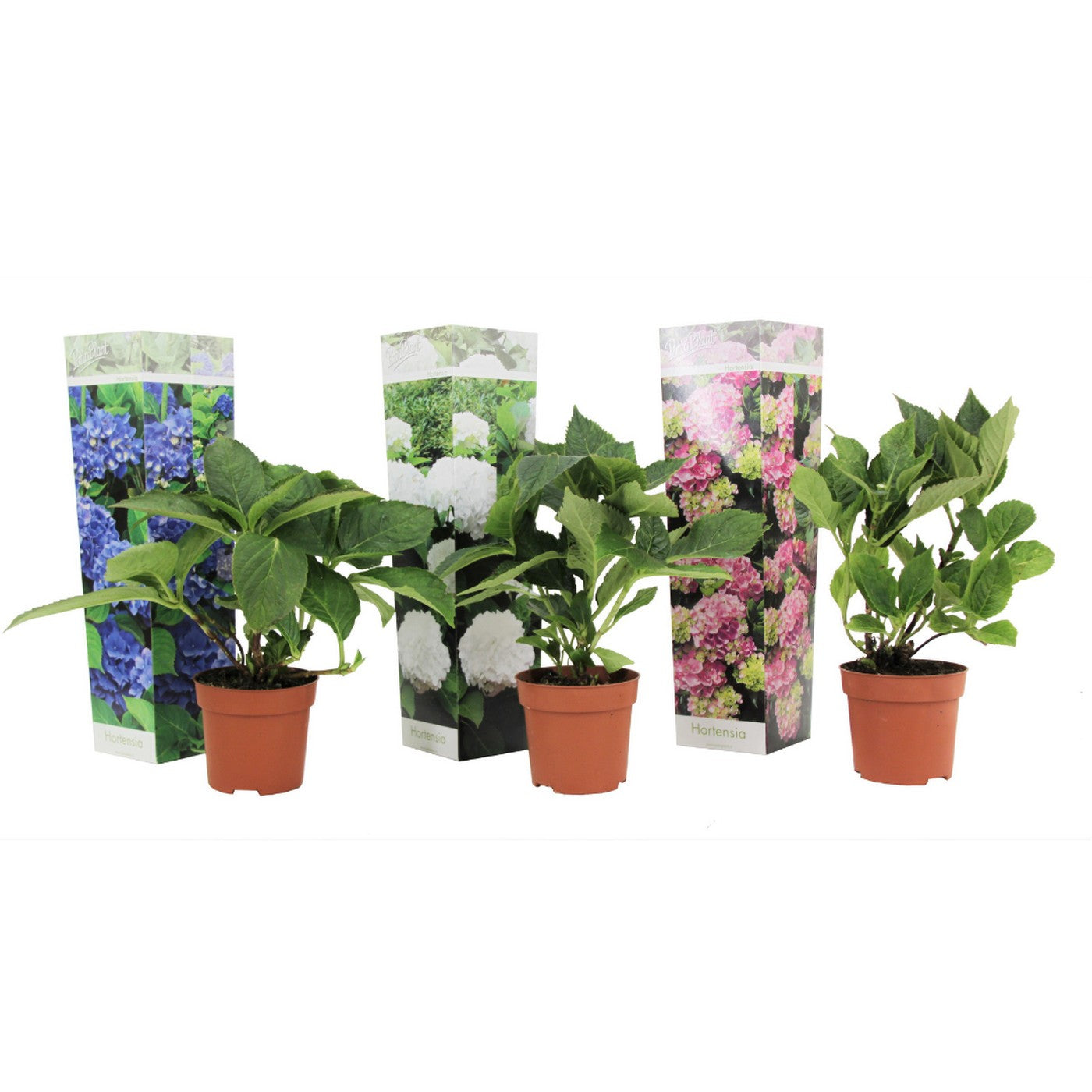 Mélange De 3 Hortensias Blanc, Rose Et Bleu – Plante D'Extérieur