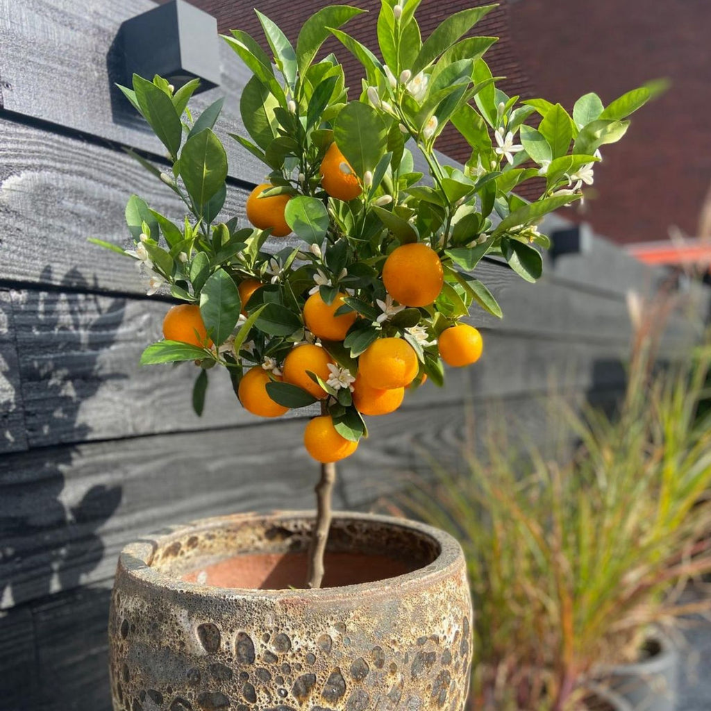 Citrus Calamondin