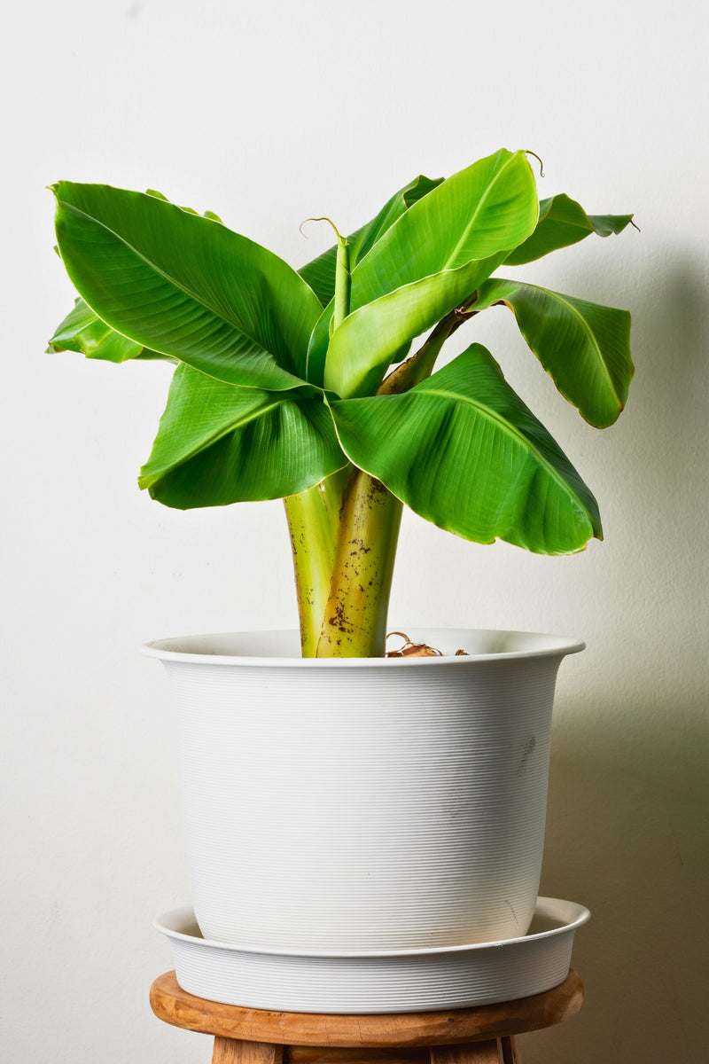 Lot De 3 Bananier Rustique ‘Musa Basjoo’ – Plantes D’Extérieur