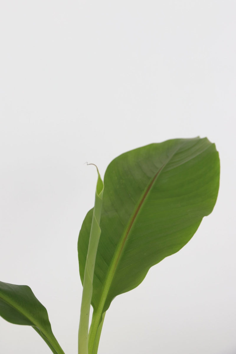 Lot De 3 Bananier Rustique ‘Musa Basjoo’ – Plantes D’Extérieur