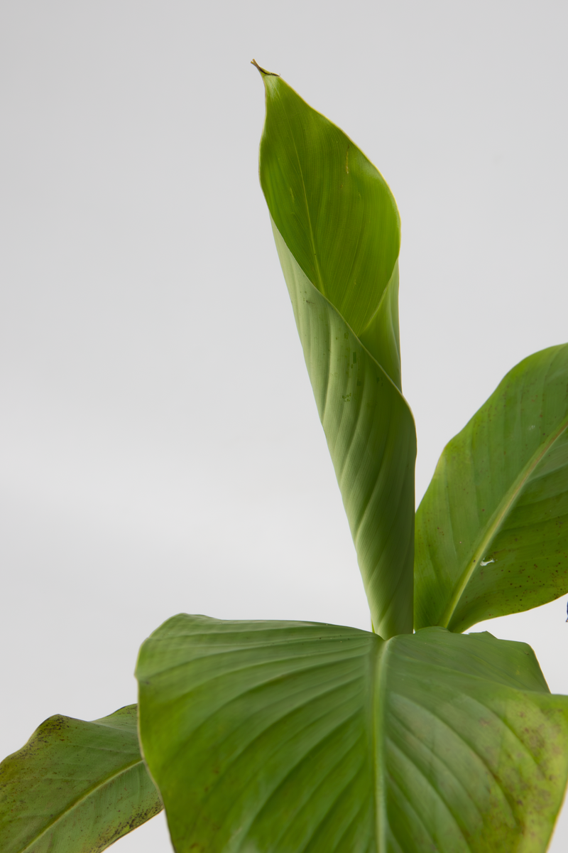 Lot De 3 Bananier Rustique ‘Musa Basjoo’ – Plantes D’Extérieur