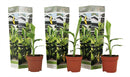 Lot De 3 Bananier Rustique ‘Musa Basjoo’ – Plantes D’Extérieur