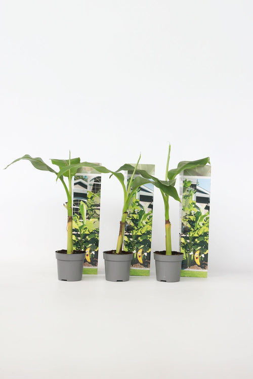 Lot De 3 Bananier Rustique ‘Musa Basjoo’ – Plantes D’Extérieur