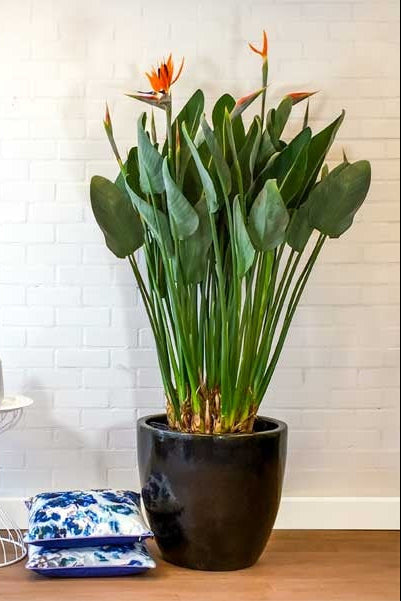 Lot De 3 Strelitzia Reginae « Oiseau De Paradis » – Plante D’Extérieur