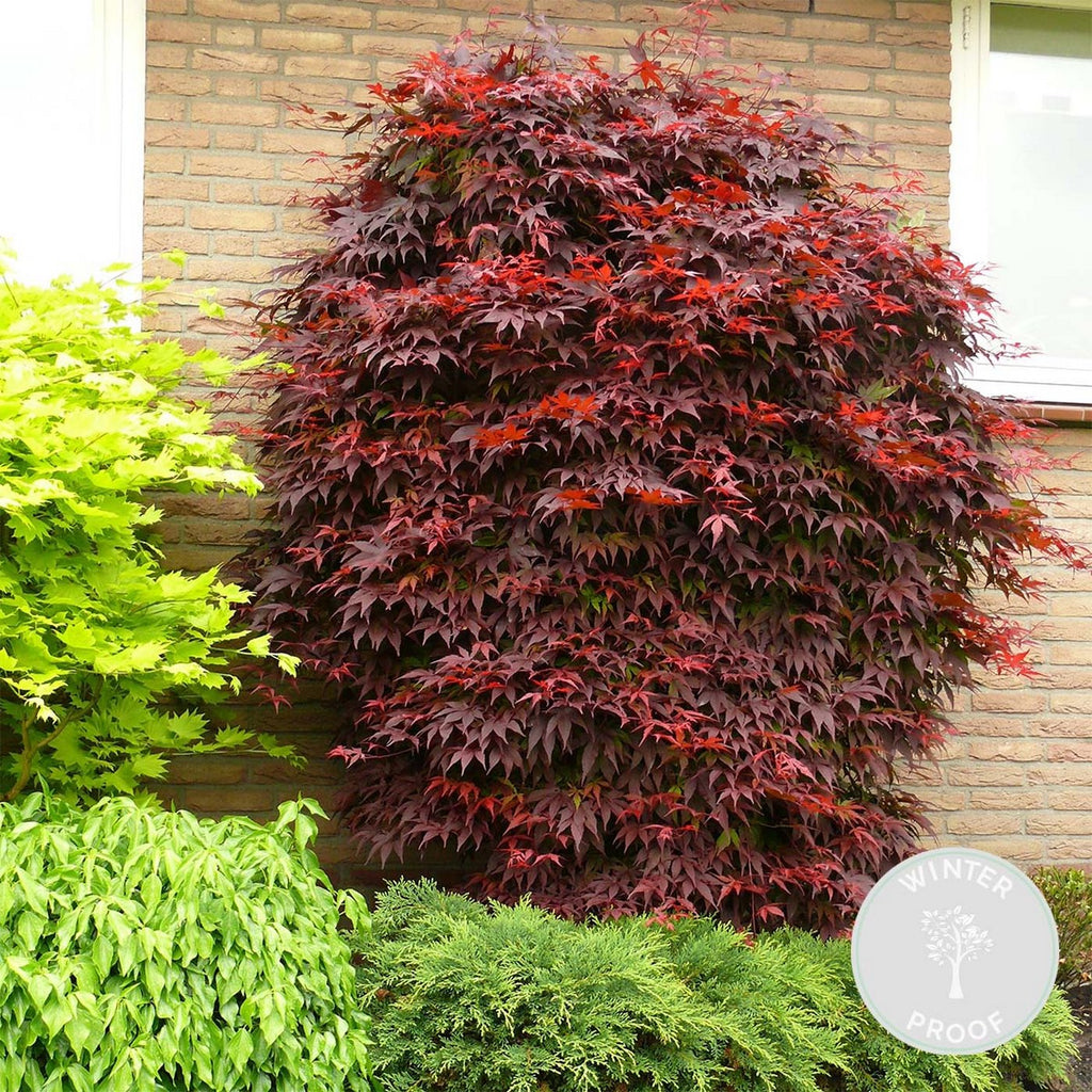 Arce japonés - Acer Atropurpureum – Planta de exterior