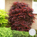Érable Du Japon - Acer Atropurpureum