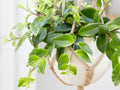 Aeschynanthus Mona Lisa – Indoor Plant