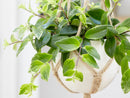 Aeschynanthus Mona Lisa – Plante d'Intérieur