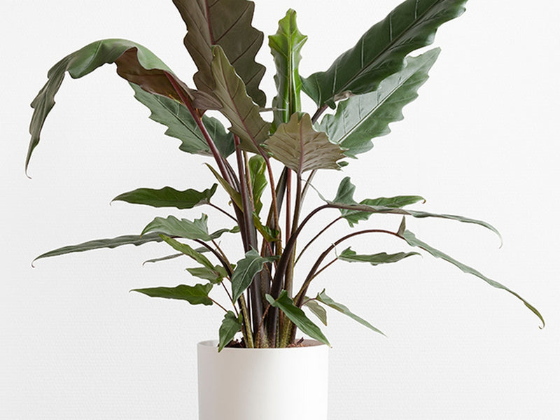 Alocasia Lauterbachiana – Plante d'Intérieur