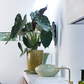 Alocasia Wentii – Planta de interior
