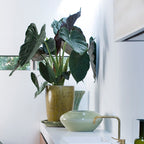 Alocasia Wentii – Planta de interior