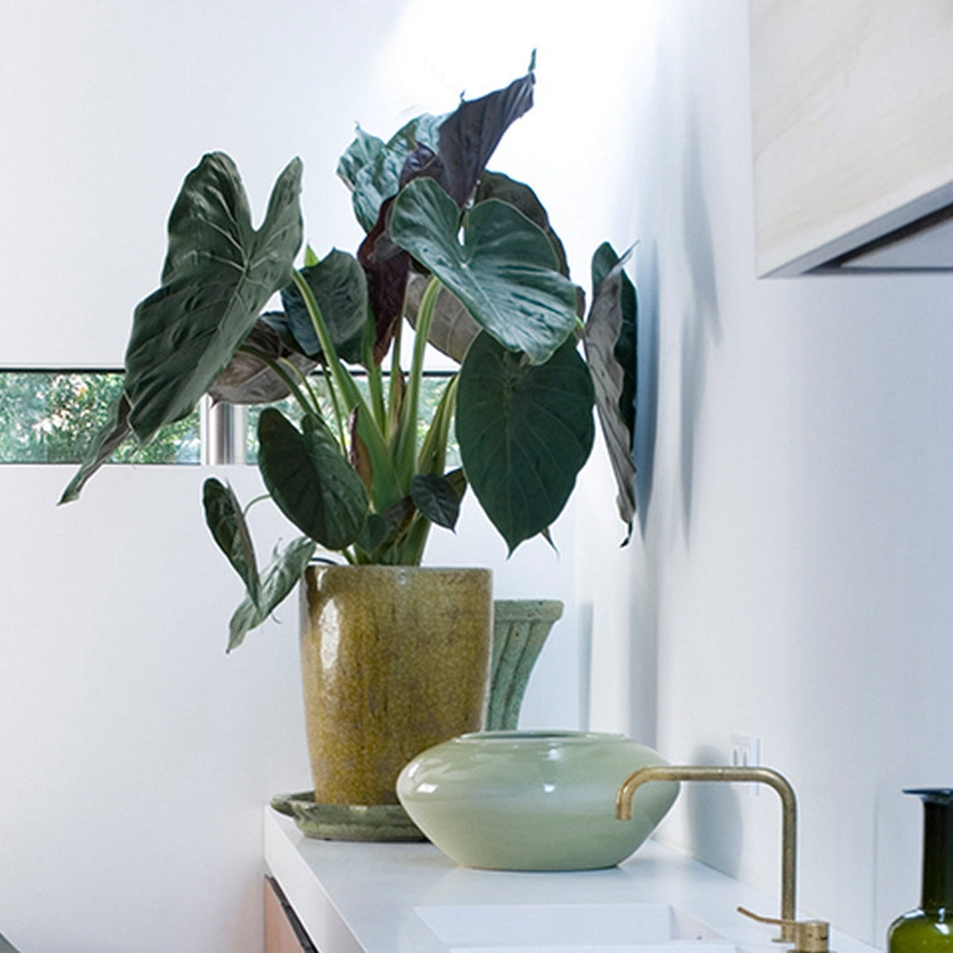 Alocasia Wentii – Planta de interior