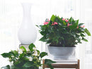 Anthurium Rose – Plante d'Intérieur