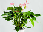 Anthurium Rose – Plante D'Intérieur