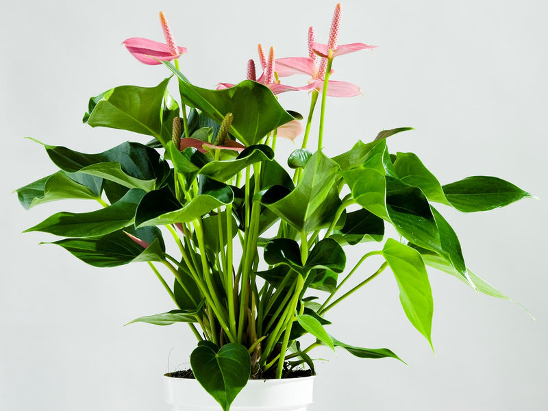 Anthurium Rose – Plante d'Intérieur
