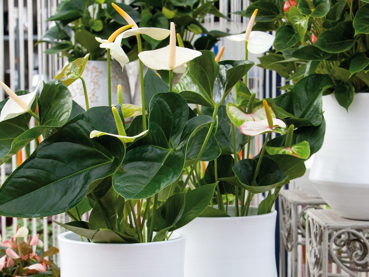 White Anthurium – Indoor Plant